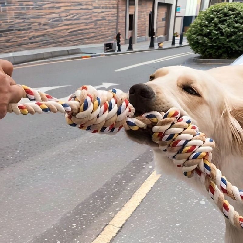 Dog playing with a colorful rope toy on a street.