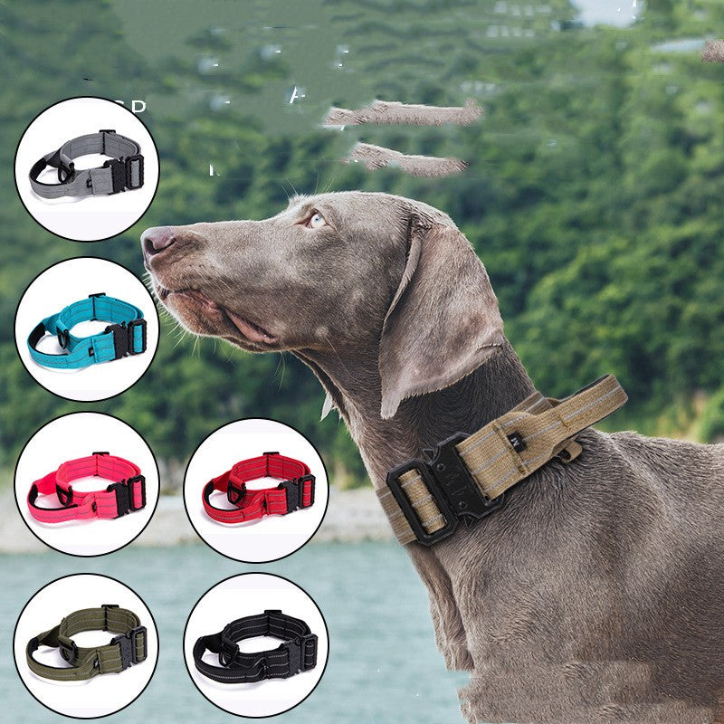 Dog wearing a collar with color options displayed on a nature background